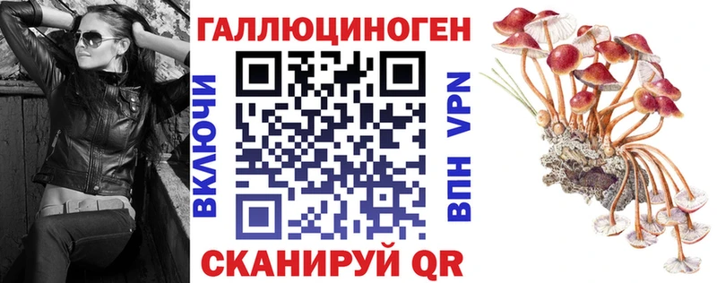 наркота  Судак  Галлюциногенные грибы Cubensis 